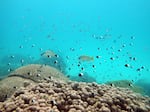 FILE - Fish swim near some bleached coral at Kisite Mpunguti Marine park, Kenya, June 11, 2022. For the first time, United Nations members have agreed on a unified treaty on Saturday, March 4, 2023, to protect biodiversity in the high seas — nearly half the planet's surface.