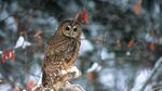 A spotted owl. 