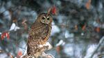 A spotted owl.