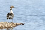 A Northern Pintail looks for food at Malheur Lake on the Malheur National Wildlife Refuge. The 41-day occupation curtailed efforts to control the invasive common carp and allowed the fish population to boom. Now, biologists are working to come up with a plan to make up for lost time and reverse the negative impacts of the fish.