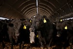 Cows stand in a feed barn at Hallstead Farms in Lexington, Kentucky, in February.
