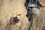 Kili, a historical human remains search dog, is a yellow Labrador owned by Suzanne Elshult. Here, he pushes through the rye and bunchgrass in a field at Fort Simcoe Historical State Park in search of centuries-old human remains near White Swan, Wash.