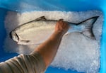 Fisherman Jesse Coon looks over a Chinook salmon from a recent fishing trip, on April 29, 2026 in Garibaldi, Ore. 
