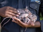Rodent trainer Albert Carol holds several rat pups during a socialization exercise at the Apopo headquarters in Morogoro, Tanzania. At four weeks old, the rat being gettingi accustomed to humans as well as to a range of human and natural environments. Carol, known locally as Uncle Albert, is in charge of the maternity ward at Apopo's breeding facility and has lovingly raised more than 750 pups who have gone on to serve in a variety of roles from landmine detection to TB diagnosis.