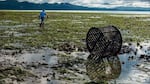 The eel grass that is being displaced by the colonies of burrowing shrimp in the Willapa Bay not only provides growing oysters a place to live above the mud, but also holds the mud together, allowing oyster workers to walk along the beds with relative ease.