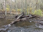 The South fork of Little Butte Creek, where the Rogue River Watershed Council has been doing restoration work. They placed logs throughout the creek to slow the river down and reduce erosion, as well as provide habitat for native fish.