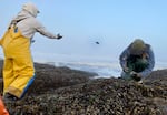 On a rocky, mussel-covered shore, Sailor Benitez tosses a mussel into the ocean as Augie Kalytiak-Davis nearby crouches to the ground.
