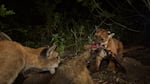 A radiocollared cougar shares a kill with another cat, thought to be her cub. Cougars have been found to share kills with related and non-related cats, though they rarely eat at the same time.
