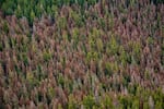 More than one million acres of forested land in Oregon contained dead or dying fir trees, indicated by red needles atop their canopies in this photo taken in July 2022 during an aerial survey conducted by the U.S. Forest Service.