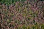 More than one million acres of forested land in Oregon contained dead or dying fir trees, indicated by red needles atop their canopies in this photo taken in July 2022, during an aerial survey conducted by the U.S. Forest Service.