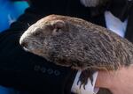 Punxsutawney Phil takes photos with people during an appearance in town.