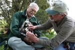 Bud Alford, retired U.S. Forest Service biologist holds an eaglet while Michael Whitfield, Greater Yellowstone Project principal researcher, measures the bird’s beak.