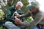 Bud Alford, retired U.S. Forest Service biologist holds an eaglet while Michael Whitfield, Greater Yellowstone Project principal researcher, measures the bird’s beak.