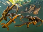 A group of rough-skinned newts interact with a breeding pair of newts in a small pond in Oregon’s Coast Range Mountains.