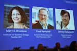 A screen showing the photos of Mary E Brunkow, Fred Ramsdell and Shimon Sakaguchi, who on Monday were awarded the Nobel Prize in Medicine or Physiology at the Nobel Assembly of the Karolinska Institutet in Stockholm, Sweden.