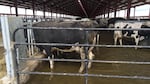 Environmental and rural advocacy groups say photos taken at Lost Valley Farm show the farm poses animal welfare problems and raise potential water quality concerns.