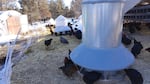 Chickens at POEtential Egg Farm near Klamath Farms are kept close to home in the winter.