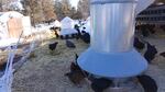 Chickens at POEtential Egg Farm near Klamath Farms are kept close to home in the winter.