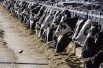 Dairy cattle feed at a farm on March 31, 2017, near Vado, N.M. The U.S. Department of Agriculture says cows in multiple states have tested positive for bird flu.