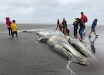 In this May 24, 2019, file photo, teachers and students from Northwest Montessori School in Seattle examine the carcass of a gray whale after it washed up on the coast of Washington's Olympic Peninsula, just north of Kalaloch Campground in Olympic National Park.