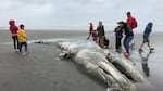 In this May 24, 2019, file photo, teachers and students from Northwest Montessori School in Seattle examine the carcass of a gray whale after it washed up on the coast of Washington's Olympic Peninsula, just north of Kalaloch Campground in Olympic National Park.
