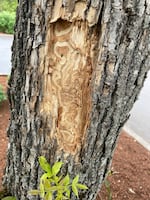In this photo provided by the Oregon Department of Foresty, galleries carved by emerald ash borer larvae are seen in this ash tree near Newberg, Ore. 