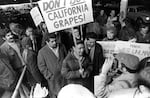 United Farm Workers President Cesar Chavez, carrying a sign calling for a boycott of California table grapes, leads about 400 people picketing a Safeway supermarket in Seattle, Wash., Dec. 19, 1969. 