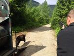 WDFW biologist Ben Maletzke helps release Cinder the Bear into the wild.