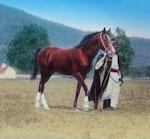 Lantern slide of one of Homer Davenport's original Arabian horses with groomer Said Abdallah.