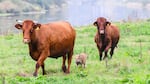 A wild boar named Frida runs between two cows on Thursday in a pasture near the river Weser in Holzminden, Germany. The herd has gained an unlikely following after adopting the lone wild boar piglet.