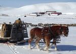 Rancher Dave McEwen feeds his sheep flock during the middle of a Montana winter. McEwen said he is concerned about grizzly bears moving east in his state, toward his home.