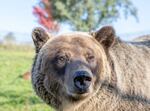 A grizzly bear at Washington State University's Bear Research Center in Pullman, Washington. The captive population of bears is helping scientists learn about insulin resistance in hibernation and how that compares to insulin resistance in diabetic people.