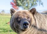 A grizzly bear at Washington State University's Bear Research Center in Pullman, Washington.  The captive population of bears is helping scientists learn about insulin resistance in hibernation and how that compares to insulin resistance in diabetic people.