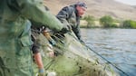 Sean McConville (Nez Perce, Yakama) pulls in netted salmon with the help of two other fishermen at the Avery treaty fishing site on the Columbia River Gorge, Sept. 17, 2021.