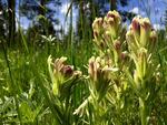 A rare species of paintbrush found by Mark Darrach.