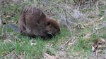 A beaver in Bannister Creek Greenway.