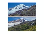 The north side of Washington's Mount Baker in August 1981 (above) and on Sept. 13, 2021 (below)