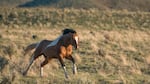 A wild stallion gallops across the high desert near Steens Mountain in southeastern Oregon. The South Steens Herd is among the easiest wild horse to see because they wander close to Highway 205 south of Frenchglen, Ore.