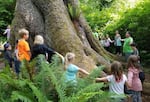 Kids measure the circumference of a tree at the Cascade Head UNESCO Biosphere Region in April 2024