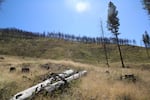 A view from Gordon Larson's ranch, which burned in the 2015 Canyon Creek Fire. 