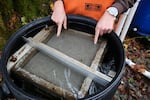 Salmon eggs will lay in a try in a hatchbox along a tributary of the Clatskanie River, Ore., on Nov. 12, 2025. ODFW is trying to reintroduce chum salmon to the stream.