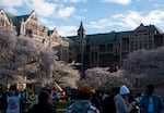 Students stand under cherry blossom trees on the University of Washington campus.