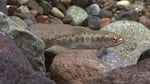 Juvenile chinook salmon emerge from the nest, or redd, as fry and in a few months become parr (pictured above) after they develop stripes called parr marks. Juveniles enter the smolt stage when they start to swim to salt water.