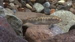  Juvenile chinook salmon emerge from the nest, or redd, as fry and in a few months become parr (pictured above) after they develop stripes called parr marks. Juveniles enter the smolt stage when they start to swim to salt water. 