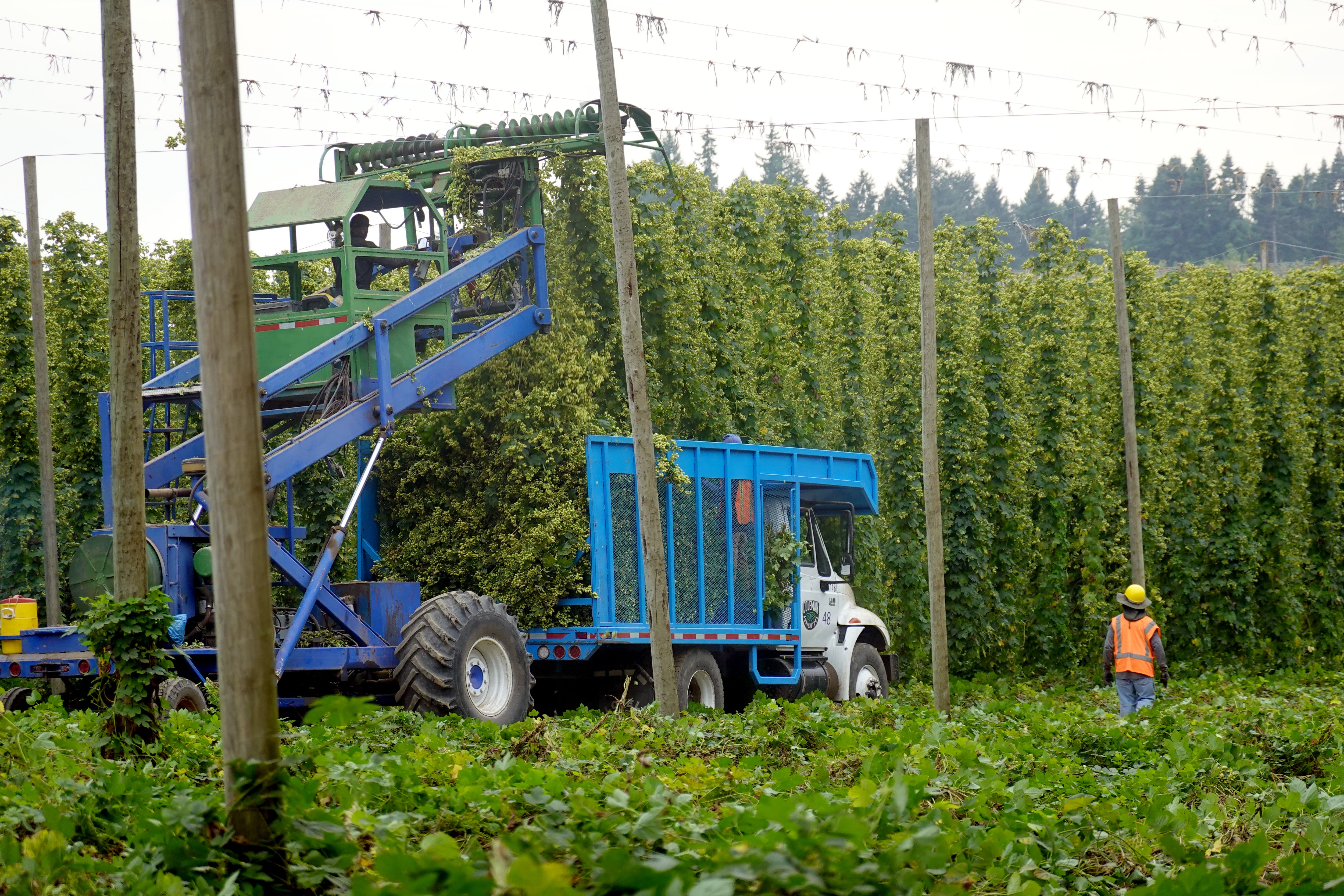 Workers harvesting hops at Coleman Agriculture near St. Paul, Ore., Sep. 3, 2025.