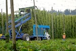 Workers harvesting hops at Coleman Agriculture near St. Paul, Ore., Sep. 3, 2025.