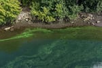 Cyanobacteria, commonly though incorrectly referred to as blue-green algae, blooms in the Willamette River near the Kevin J. Duckworth Memorial Dock in Portland, Ore., on Aug. 27, 2026.