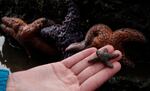 Malformed juvenile starfish in Puget Sound.