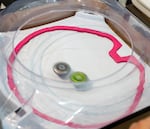 Beyblades bounce around in an arena, spinning furiously as they crash into the walls and each other at the Lloyd Center shopping mall in Portland, Ore., on Aug 2, 2026. The tournaments will be moved to Gambit’s Games and BatCave Games after the Lloyd Center closes.