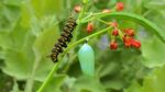 A monarch caterpillar and a monarch chrysallis side by side.